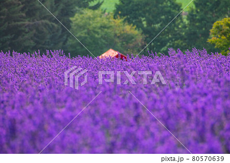 夏の日の出公園のラベンダー 80570639