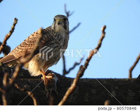 ネズミをとらえた猛禽類 80570846