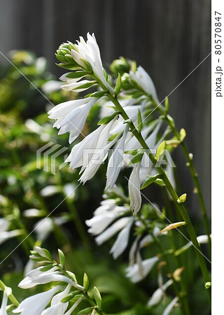 ギボウシの花 80570847