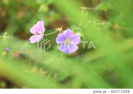 ロザンネイの花 80571008