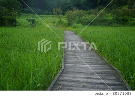黒沢湿原のエコ道 80571083