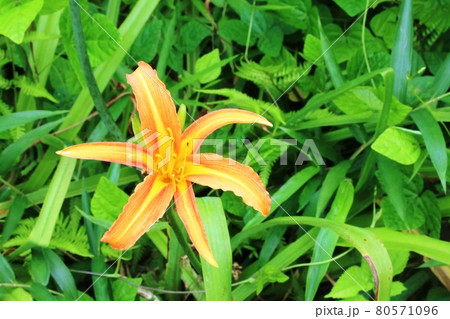 花弁がスリムなノカンゾウ(野萱草) 花弁がスリムなノカンゾウ(野萱草) 80571096