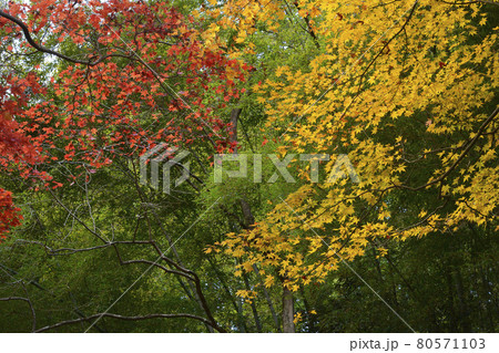 【京都府】龍穏寺 秋の紅葉 京都府南丹市 【京都府】龍穏寺 秋の紅葉 京都府南丹市 80571103