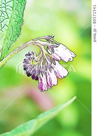 パステル調　”コンフリー”　イラストイメージ 80571541