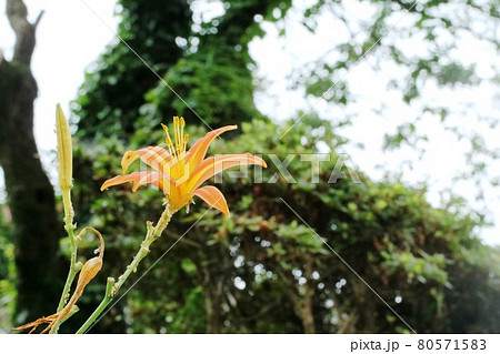 咲き始めのノカンゾウ（野萱草）茎には沢山のアブラムシ（油虫） 80571583