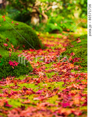 散り紅葉 祇王寺 縦構図 散り紅葉 祇王寺 縦構図 80571736
