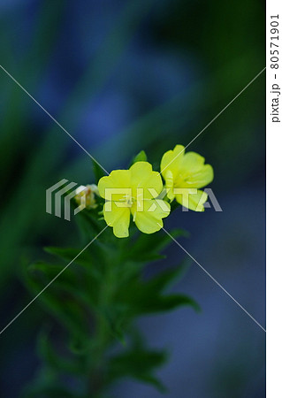 待宵草 待宵草 80571901