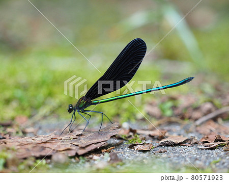 ハグロトンボ ハグロトンボ 80571923