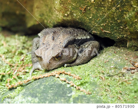 岩間に鎮座するヒキガエル 岩間に鎮座するヒキガエル 80571930