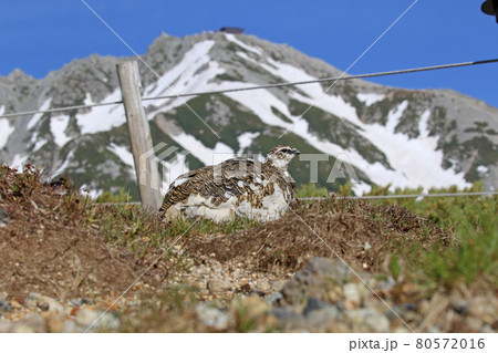 雷鳥 雷鳥 80572016