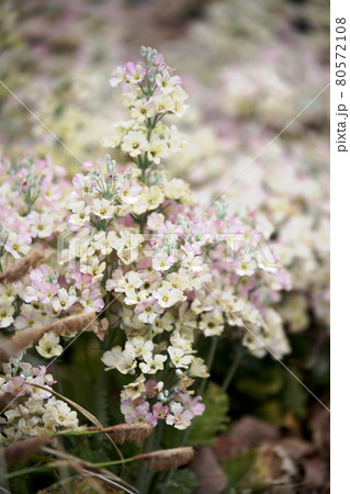 サクラソウ 80572108