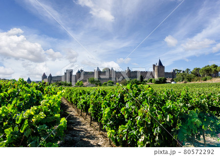 Row vine grape in champagne vineyards at Carcassonne background 80572292