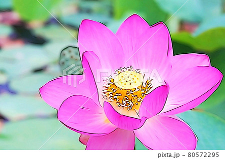 パステル調 ハスの花 イラストイメージのイラスト素材