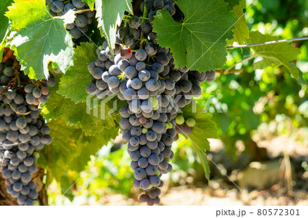 Close up vine grape in champagne vineyards at montagne de reims 80572301