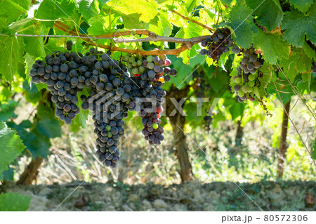Close up vine grape in champagne vineyards at montagne de reims Close up vine grape in champagne vineyards at montagne de reims 80572306