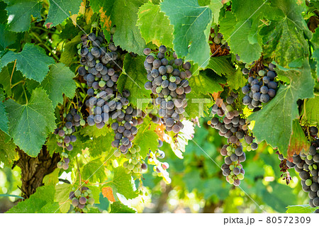 Close up vine grape in champagne vineyards at montagne de reims Close up vine grape in champagne vineyards at montagne de reims 80572309