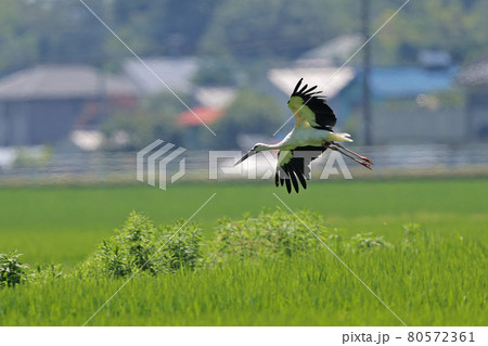 コウノトリ　鵠の鳥 80572361