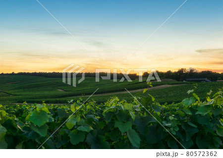 Row vine grape in champagne vineyards at montagne de reims Row vine grape in champagne vineyards at montagne de reims 80572362
