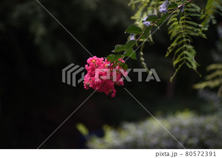 サルスベリの花 80572391