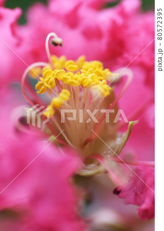 サルスベリの花 サルスベリの花 80572395