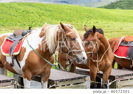 熊本県阿蘇山の乗馬　待機している馬 80572501