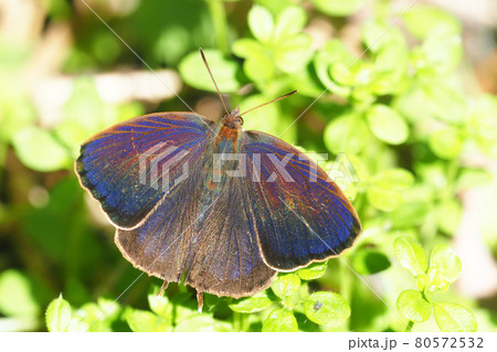 ムラサキツバメ(オス) ムラサキツバメ(オス) 80572532