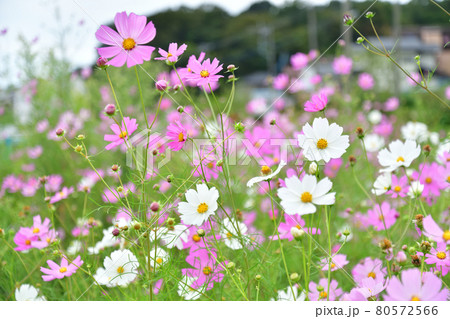 秋桜 秋桜 80572566