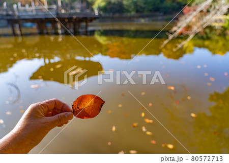 奈良県奈良市奈良公園内 紅葉の美しい朝の鷺池と秋色の桜葉 奈良県奈良市奈良公園内 紅葉の美しい朝の鷺池と秋色の桜葉 80572713