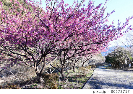 土肥桜 土肥桜 80572717