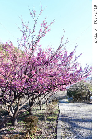 土肥桜 土肥桜 80572719