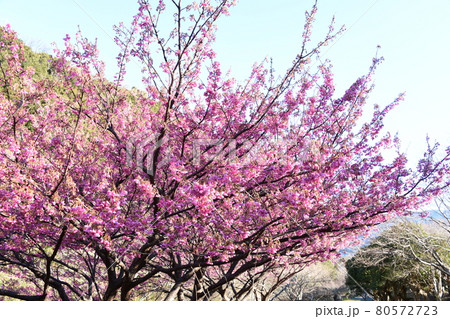 土肥桜 80572723