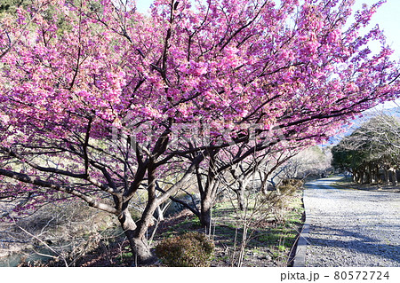 土肥桜 土肥桜 80572724