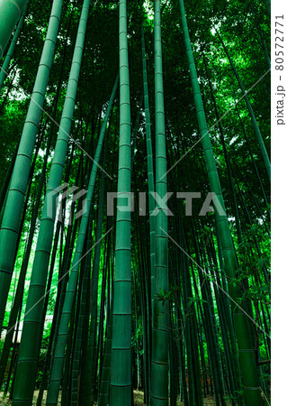 青々と茂る竹林 青々と茂る竹林 80572771