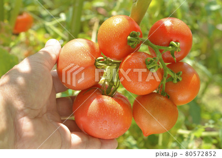 収穫前の畑の完熟トマト 収穫前の畑の完熟トマト 80572852
