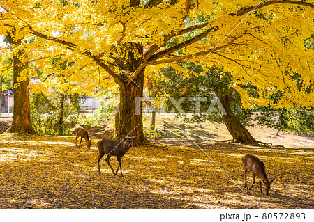 奈良県奈良市　イチョウの美しい秋の奈良公園と鹿 80572893