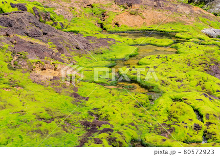 (群馬県)チャツボミゴケ公園 穴地獄 泉 (群馬県)チャツボミゴケ公園 穴地獄 泉 80572923