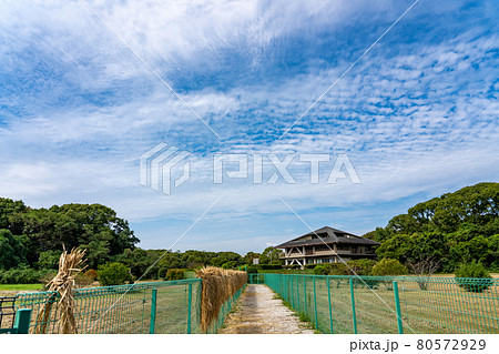 愛知県弥富市　弥富野鳥園の観察池からの観察路 80572929