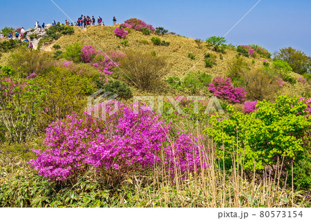 井原山のコバノミツバツツジ 80573154