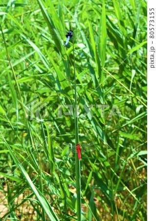 シオカラトンボのオスとショウジョウトンボのオス シオカラトンボのオスとショウジョウトンボのオス 80573155