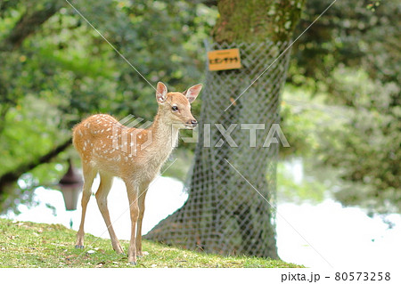 奈良公園の子鹿/浅茅ヶ原園地 奈良公園の子鹿/浅茅ヶ原園地 80573258