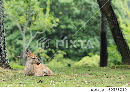 奈良公園の子鹿/浅茅ヶ原園地 奈良公園の子鹿/浅茅ヶ原園地 80573259