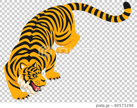 低い姿勢で威嚇するポーズの虎のイラストのイラスト素材