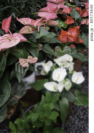 Tropical plant pot sale in green market 80573640