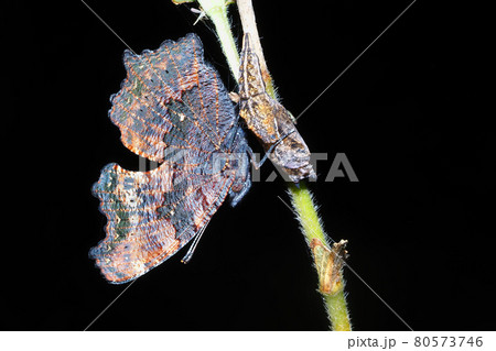 ルリタテハ羽化後と羽化殻 ルリタテハ羽化後と羽化殻 80573746