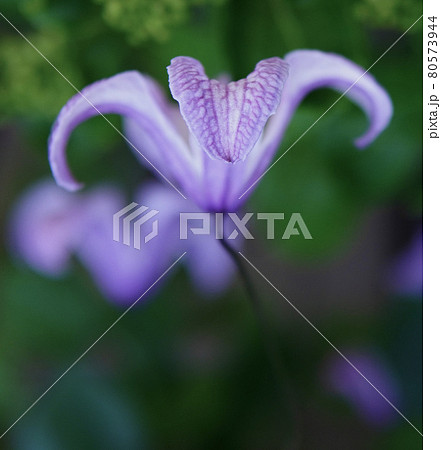 クレマチス 80573944