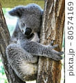 コアラ 80574169
