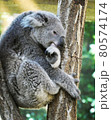 コアラ 80574174