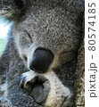 コアラ 80574185