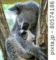 コアラ 80574186