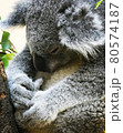 コアラ 80574187